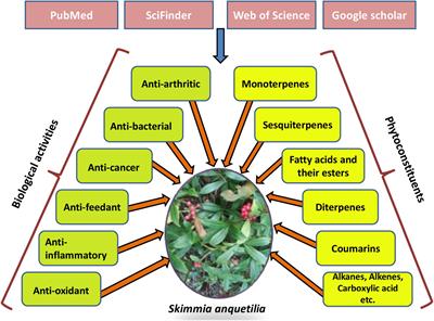 Skimmia anquetilia N.P. Taylor and Airy Shaw (Rutaceae): A Critical Appriasal of its Ethnobotanical and Pharmacological Activities